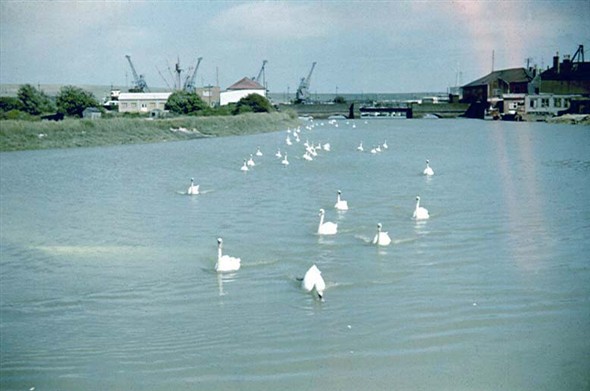Photo:Swans by Denton Island