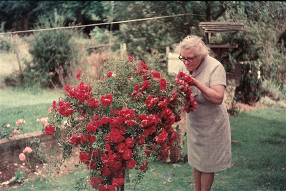 Photo:Mary Warnes in retirement, with her beloved roses, Whitesmiths [near Ringmer] summer 1972