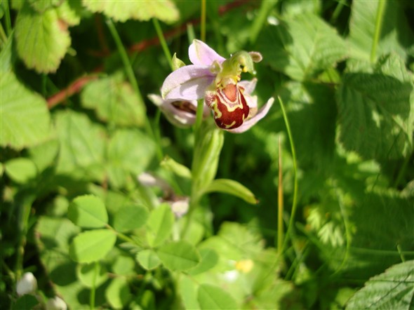Photo: Illustrative image for the 'NEWHAVEN'S BEE ORCHIDS' page
