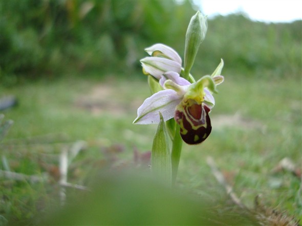 Photo: Illustrative image for the 'NEWHAVEN'S BEE ORCHIDS' page