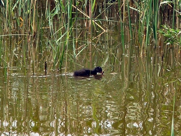 Photo:One of the moorhen chicks.