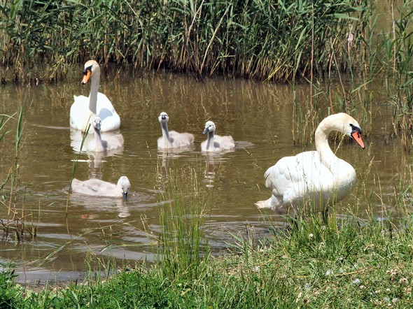 Photo:The swans and cygnets.