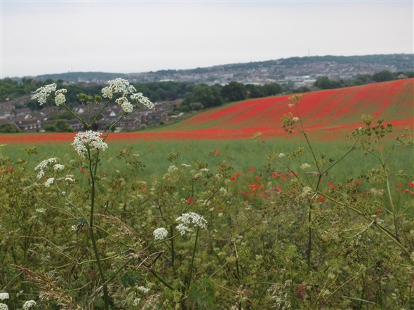 Photo: Illustrative image for the 'SOUTH DOWNS AT DENTON - POPPY FIELDS' page
