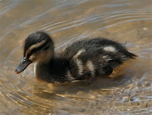 Photo:One of the latest 8 ducklings - Sunday 17th May