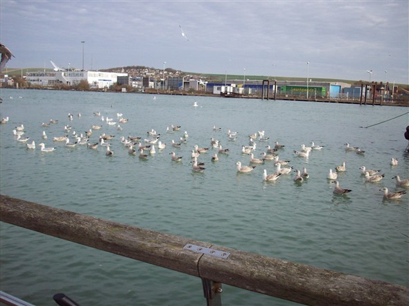 Photo:Hungry seagulls 25.11.07