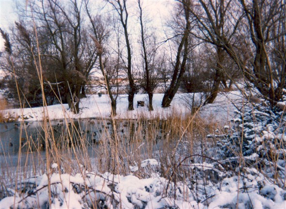 Photo:Valley Road ponds - winter 1998