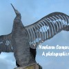 Page link: NEWHAVEN CORMORANT!