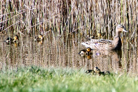 Photo:Mother and babies doing well!