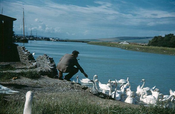 Photo:Feeding the swans by Denton Island