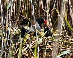 Photo:Moorhen and chick on a mid-pond nest