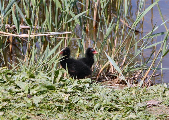 Photo:Two of the moorhen chicks