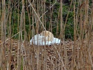 Photo:A sleepy swan on her nest - April 2009