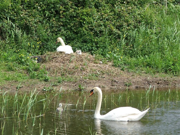 Photo:Swans and cygnets, April 2007
